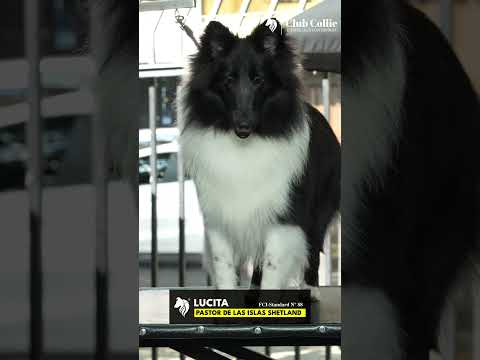 LUCITA SHETLAND SHEEPDOG BI BLACK LUCITA SHETLAND SHEEPDOG BI BLACK