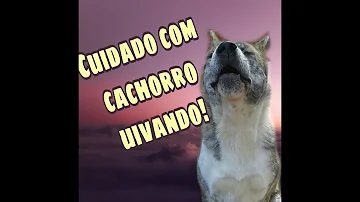 O que significa cachorro desabilitado?