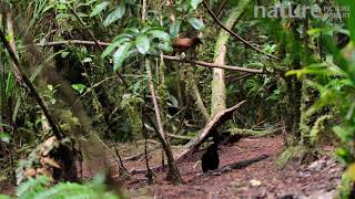 Male Six plumed bird of paradise preening and displaying, Papua New Guinea