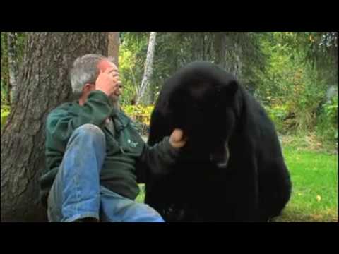 Living with Wild Bears - YouTube