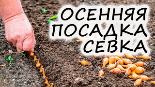 Когда лучше сажать лук: осенью или весной?