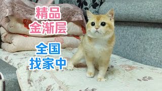 我们总是低估猫咪的智商，超级聪明的金渐层！ by  Jasmine Ragdoll 127 views 12 days ago 1 minute, 43 seconds