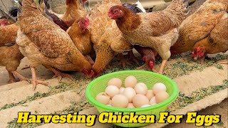 Raising chickens for Eggs - Harvesting chicken Eggs - How to make food for egg-laying chickens.