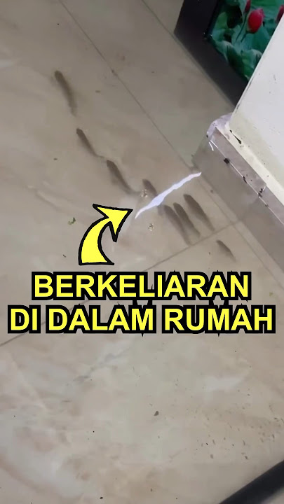 Kejadian Unik Saat Banjir Masuk Rumah