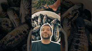 Consequências da introdução de espécies exóticas.#jaguar #peixesdacaatinga #pesca #caatinga #pintado