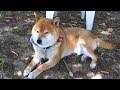 猫が過ぎ去ってから吠えに行き番犬やってる感を出す柴犬 Shibe was bothering to bark, so he went barking after the cat left.