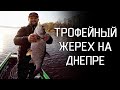 ЗА ТРОФЕЙНЫМ ЖЕРЕХОМ НА ВЕРХНИЙ ДНЕПР! Рыбалка на спиннинг 2019