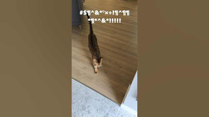Amikor leüvölti a fejed a macskád…😼 #macska #bengáli #cat #catvideos