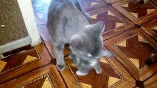 Самые милые котята (Часть 3) / Very sweet kittens (Part 3) Самые милые котята (Часть 3) / Very sweet kittens (Part 3)