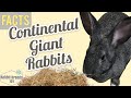 The Ultimate Guide to the Continental Giant Rabbit Breed: Size, Lifespan, and Care