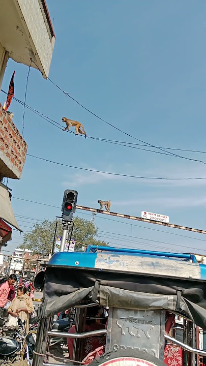 monkey beby moy moy#animals#animalt#anima#monkey #sorts #viralvideo #youtubeshorts #shortsfeed