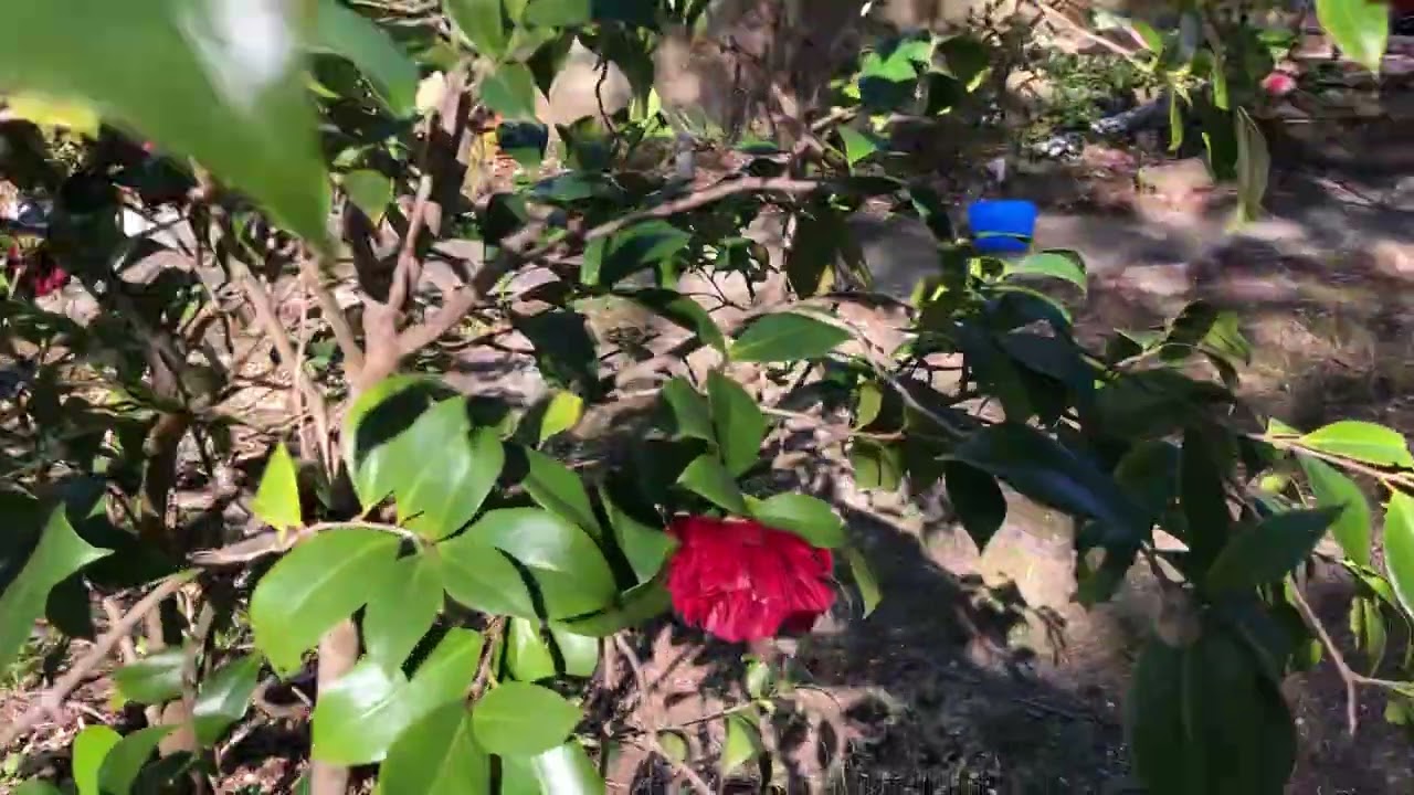A weeping cherry in bloom in June, mid winter