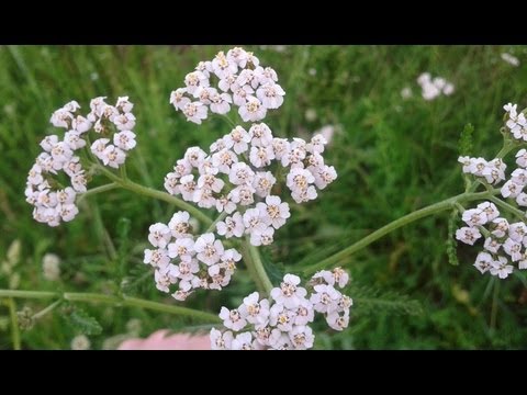 Тысячелистник обыкновенный. лекарственные травы и растения