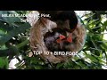 TOP 10 +BIRD FOOD hrana za ptice, ishrana mladih štiglića