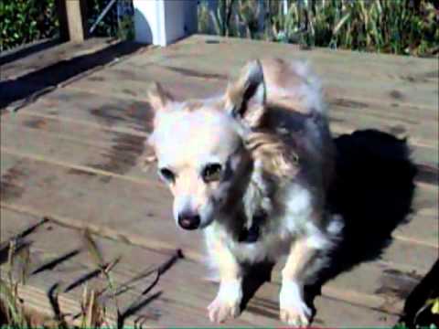 dog-adoption-in-los-angeles---pomeranian-mix---adoptable-rescued-dog---scooter