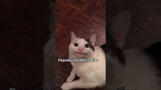 Instructions unclear? 💀 #cats #funny #cat #memes #fyp #shorts