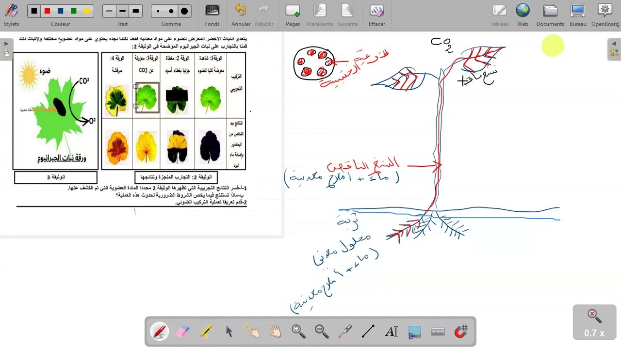 مراجعة الفرض السنة أولى متوسط 
