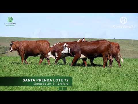 Lote 72 - Novilhas Prenhas