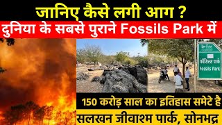 दुनिया के सबसे पुराने Fossils Park में लगी आग, मचा हड़कंप ! Fire At Salkhan Fossils Park Sonbhadra |