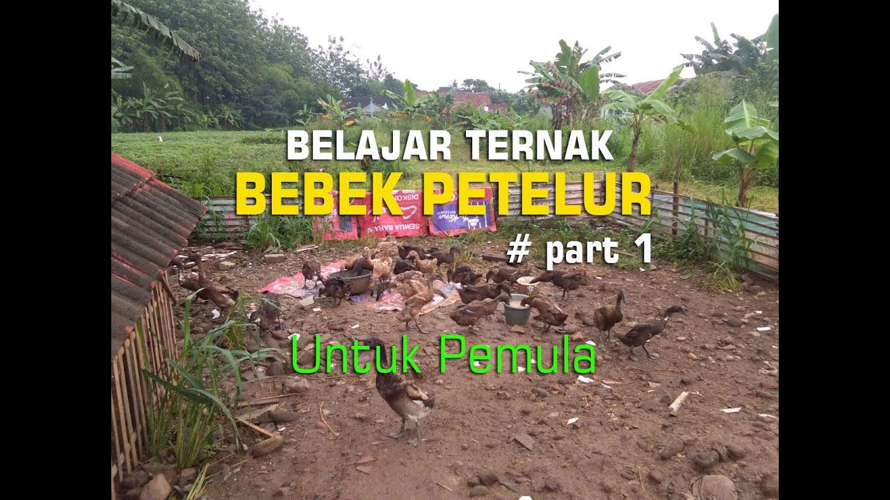 🔴BELAJAR TERNAK BEBEK PETELUR UNTUK PEMULA 