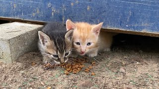 Poor Hungry Kittens and Mother Cat living on the street. Kittens are so beautiful.