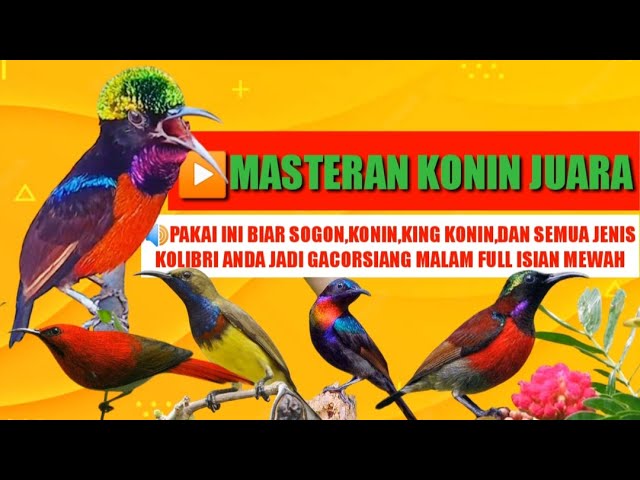 Masteran Konin Juara,untuk sogon,konin,king konin,sepah raja dan semua jenis kolibri class=