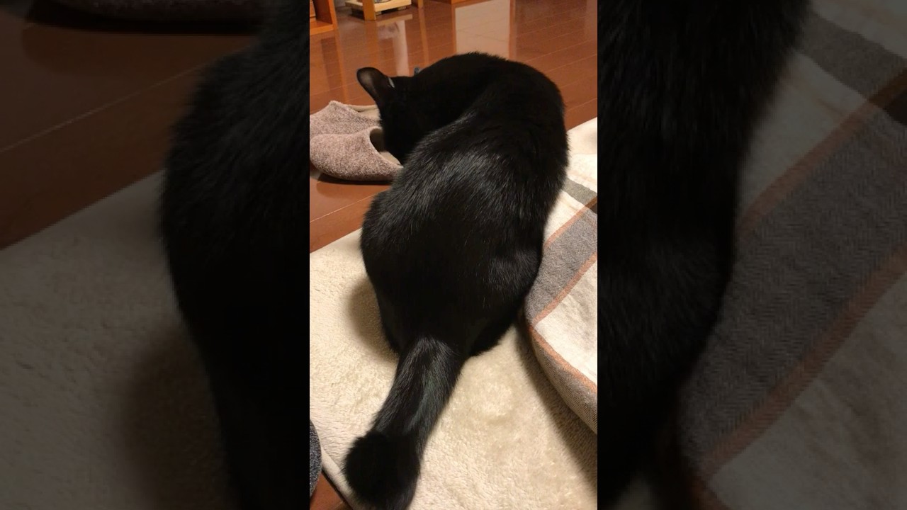 猫の知覚過敏症 Shorts Youtube 猫の知覚過敏症 Shorts Youtube