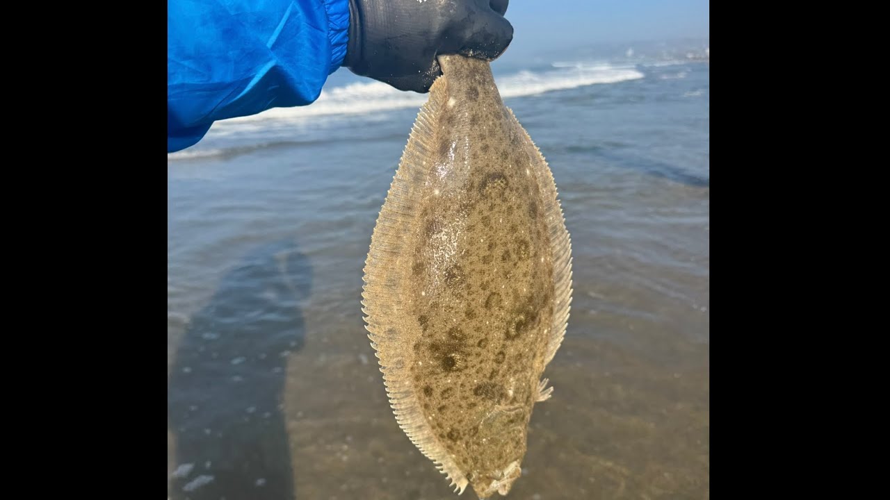 Socal Surf  Fishing - Perch & Halibut