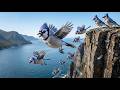 Blue Jay: Born in a potentially deadly environment — 100 Days to Survive.