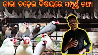 Java Bird Full Information || How To Care Treatments For Java Sparrow || DEEPAK BIRD Farm Odisha