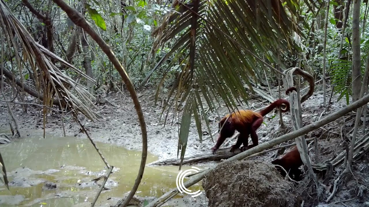 Animals of our Forest: Howler Monkey