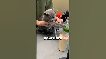 This Cat Fooled the Entire Internet Until... 😱