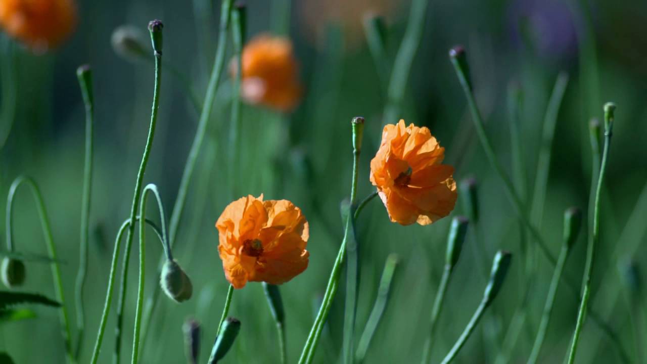 Floral Delivery Edmonton