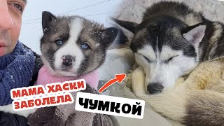 Хаски Мама заболела ЧУМКОЙ. Щенок обрел семью, болеет ли она?