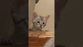 Cat and Fish Become the Best of Friends! | Too Cute! | Animal Planet
Cat and Fish Become the Best of Friends! | Too Cute! | Animal Planet Cat and Fish Become the Best of Friends! | Too Cute! | Animal Planet