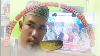 Malatih Mental Canna Maru Yellow Riau Size 20 Cm