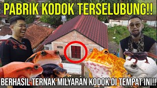 PABRIK KODOK TERSELUBUNG!! BERHASIL TERNAK MILYARAN KODOK DI TEMPAT INI!! REPTILE ZOY