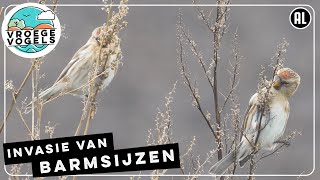 Een groep foeragerende barmsijsjes | Zelf Geschoten | Vroege Vogels