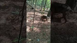 Exploring another holler in the woods