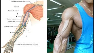 How to get the Bicep Vein