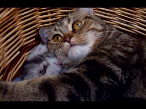 Mommy Cat Hugs her Baby Kitten. Cutest Cat Moments.