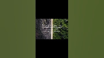 سورة الحج: ألم تَرَ أن الله أنزل من السماء ماء............  آية 63