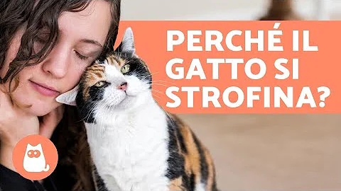 Che vuol dire quando il gatto si rotola?