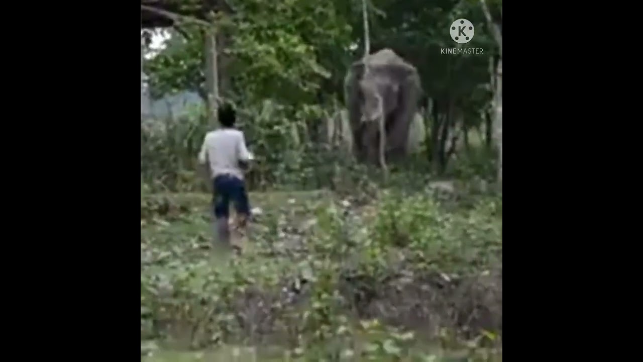 Watch elephant attack on YouTube Watch elephant attack on YouTube