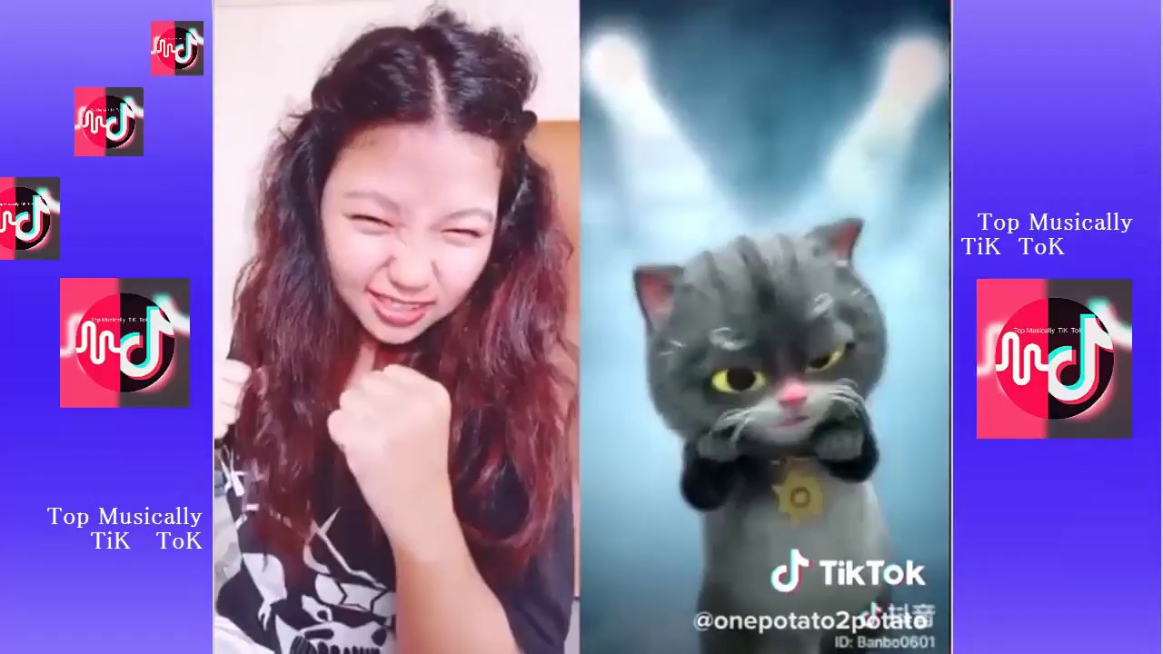 Песня кота тик ток. Tik Tok кошка. Тик ток МЬЮЗИКАЛИ. Популярные коты в тик токе. Кошка из тик тока.