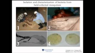 Curing Mosquitoes and the World of Human Pathogen Infections - George Dimopoulos, PhD