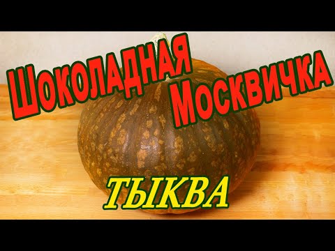 Тыква столовая Шоколадная Москвичка. Рекордсмен вкуса, сладкая, хранится 300 дней!
