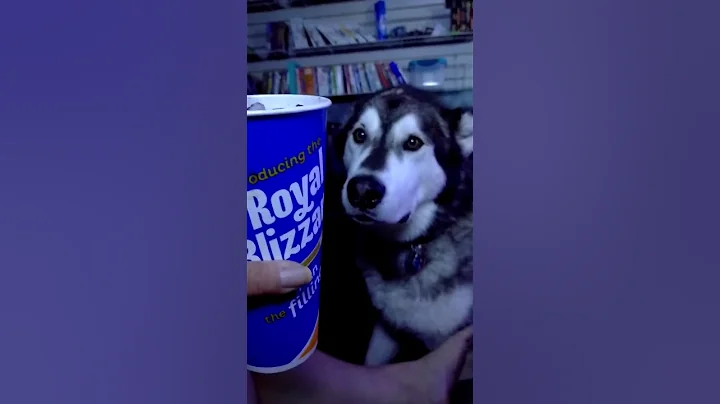 Malamute LOVES Oreo blizzard