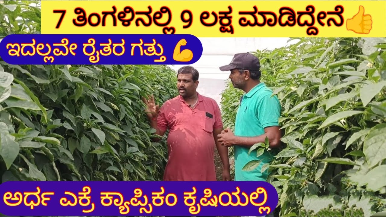 ಕೇವಲ ಅರ್ಧ ಏಕರೆಯಲ್ಲಿ ಇಷ್ಟೊಂದು ಆದಾಯ ಹೇಗೆ ಸಾಧ್ಯಾ? Excellent capcicum farming in half acre!