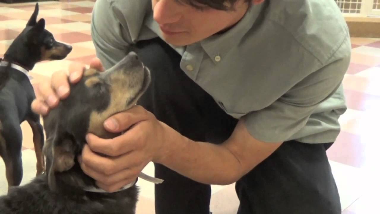 Contra Costa Animal Services in Pinole Transfers 5 Little Dogs To